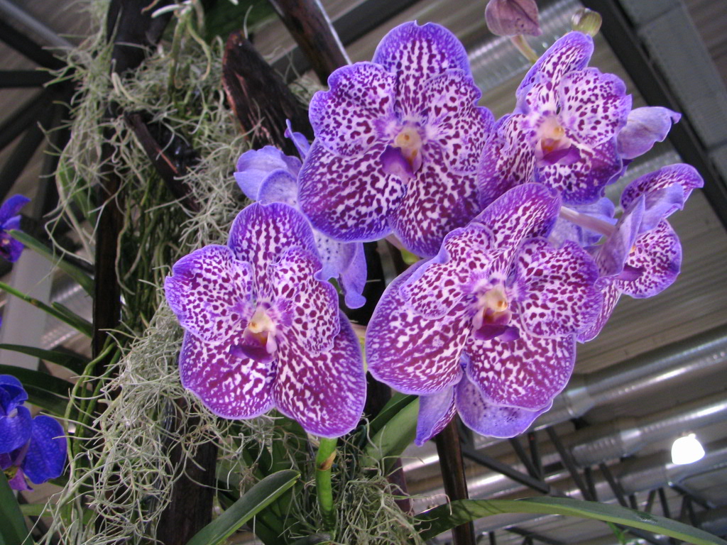 Vanda "Exotic Purple"